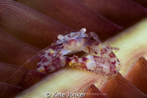 Crab with Attitude - Soft Coral Crab, Anilao - Philippines by Kate Jonker 
